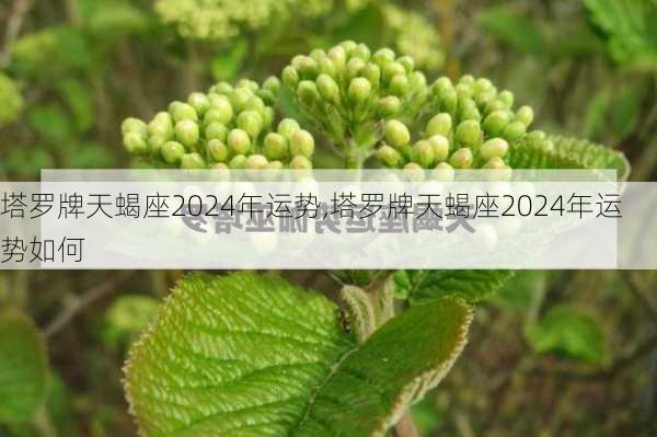 塔罗牌天蝎座2024年运势,塔罗牌天蝎座2024年运势如何