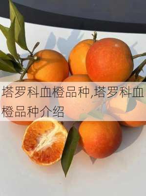 塔罗科血橙品种,塔罗科血橙品种介绍