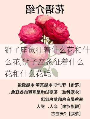 狮子座象征着什么花和什么花,狮子座象征着什么花和什么花呢